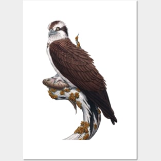 Osprey Posters and Art